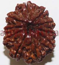 10 mukhi 26928 24.2mm